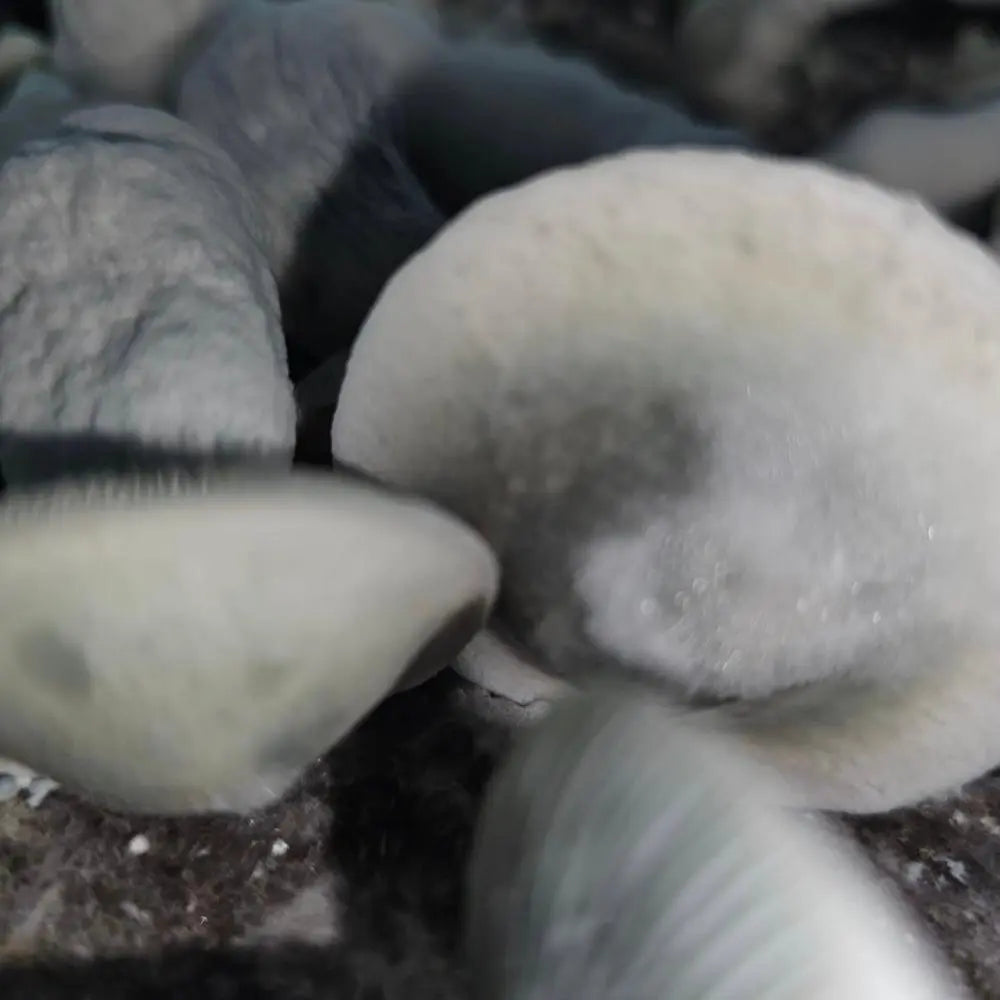 Fischer Mushroom. Mycotopia