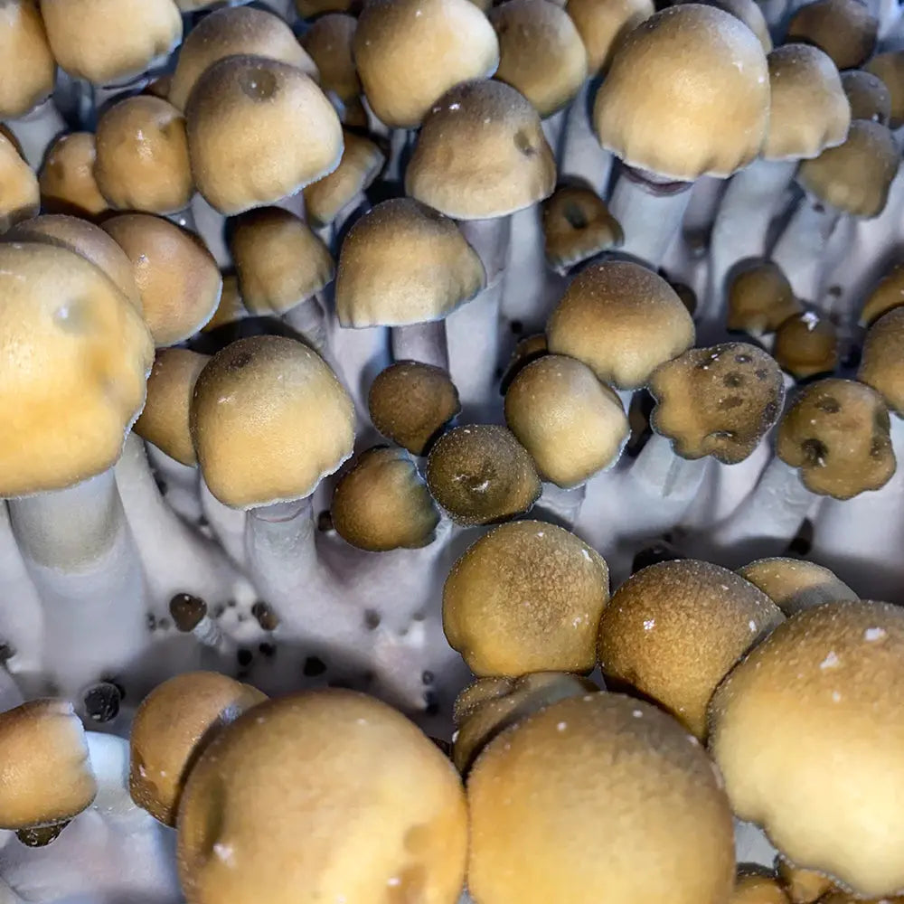 Wampa Mushroom. Mycotopia