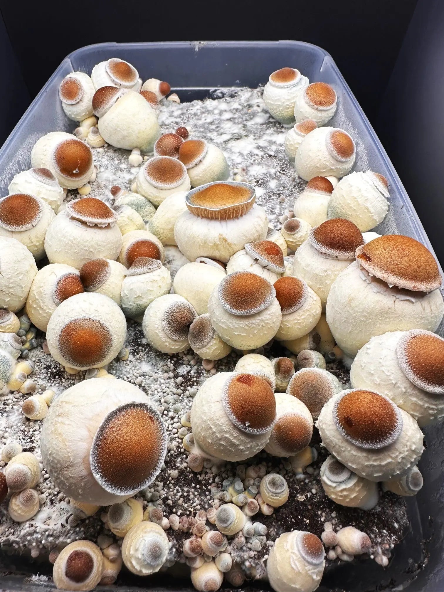 Garlic Knots Mushroom Mycotopia