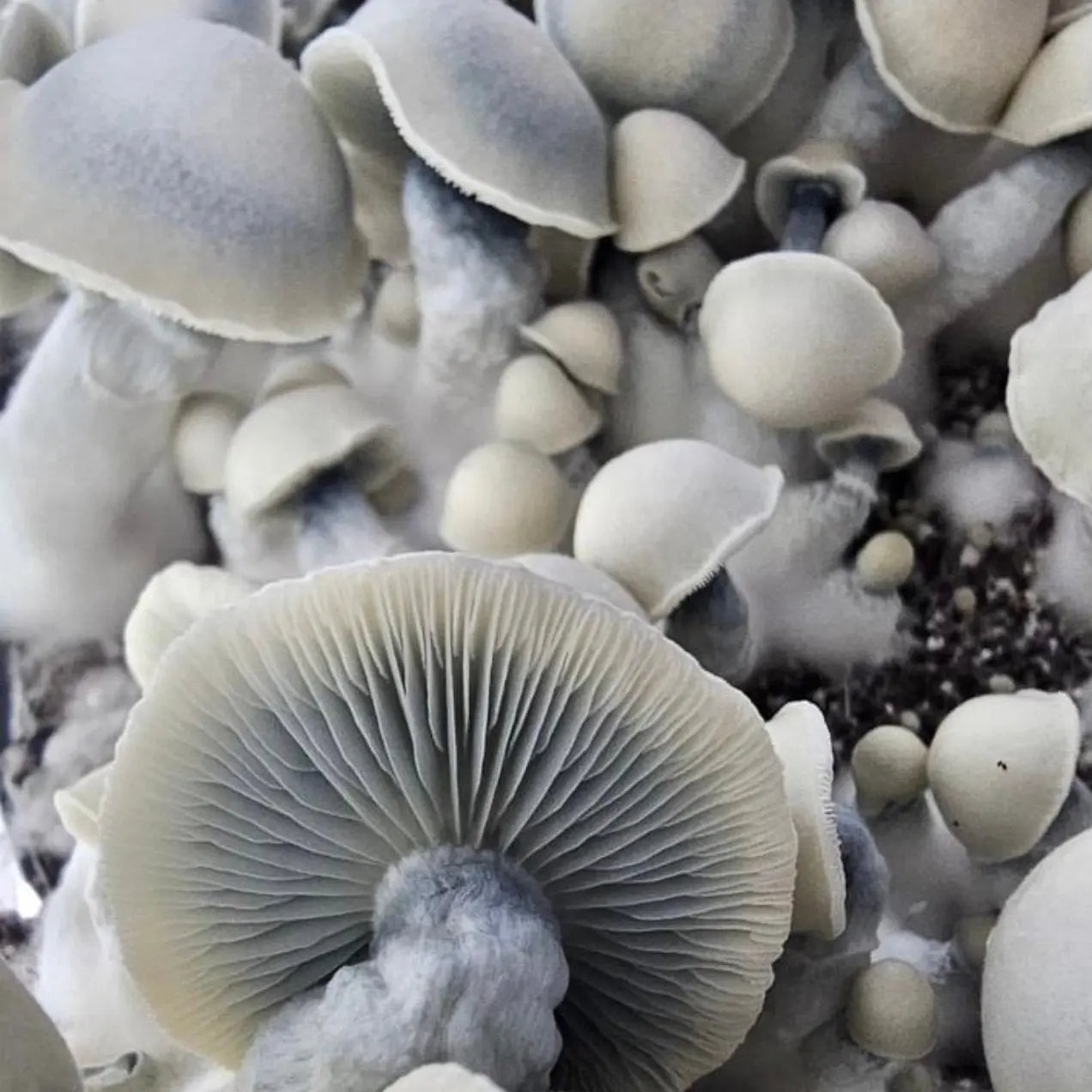 Goat Mushroom. Mycotopia