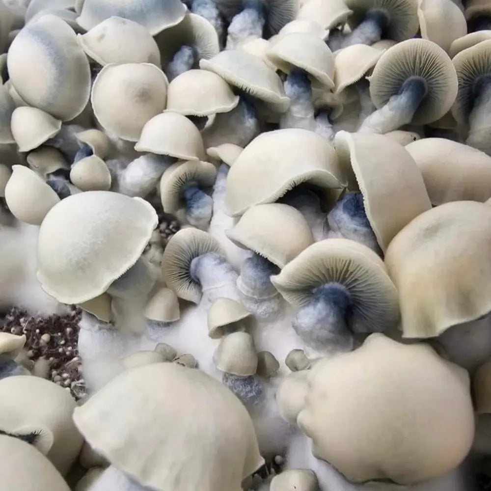 Goat Mushroom. Mycotopia