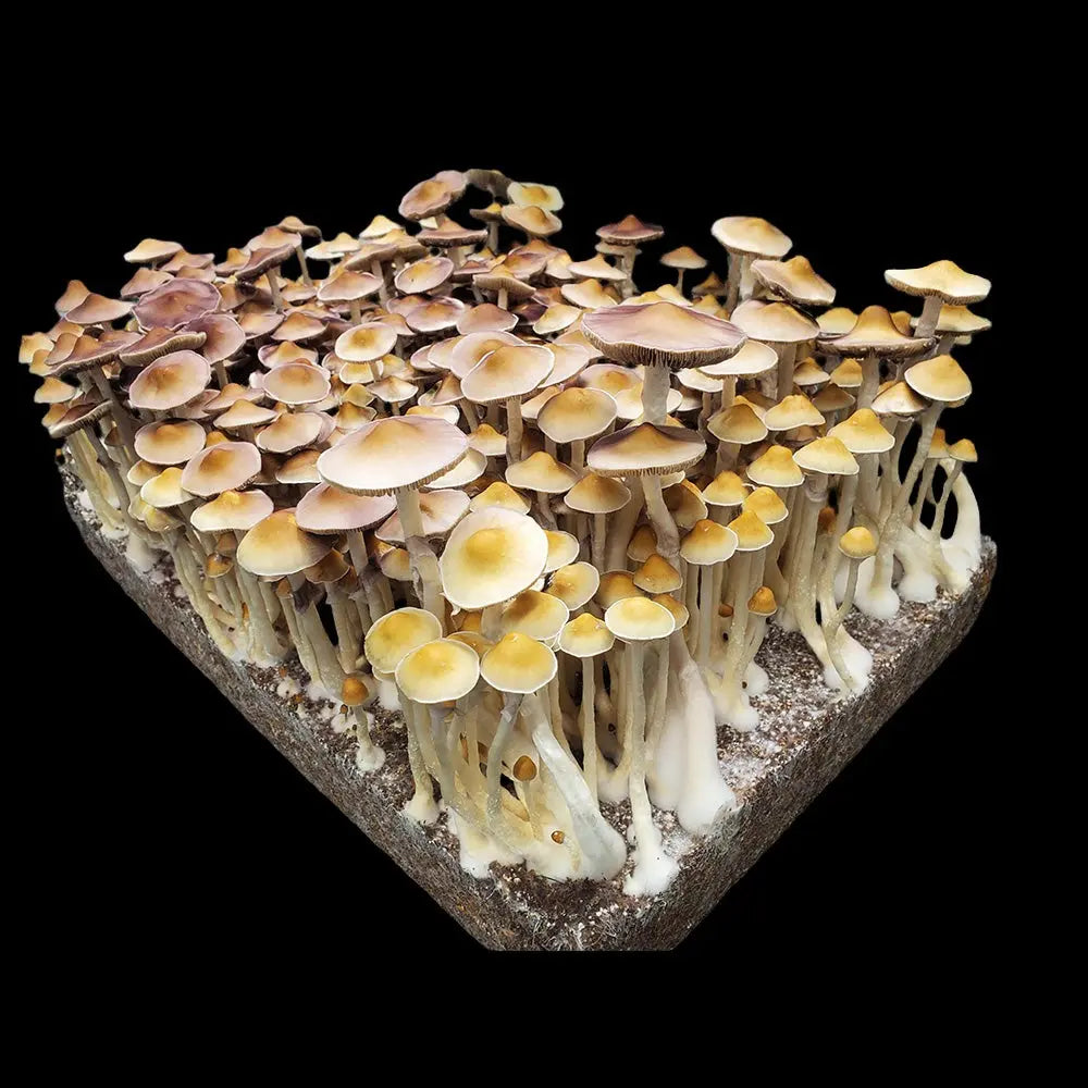 Enigma x Leviathon Mushroom. Mycotopia