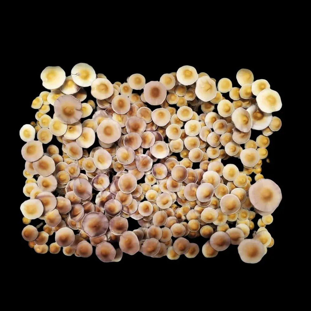 Enigma x Leviathon Mushroom. Mycotopia