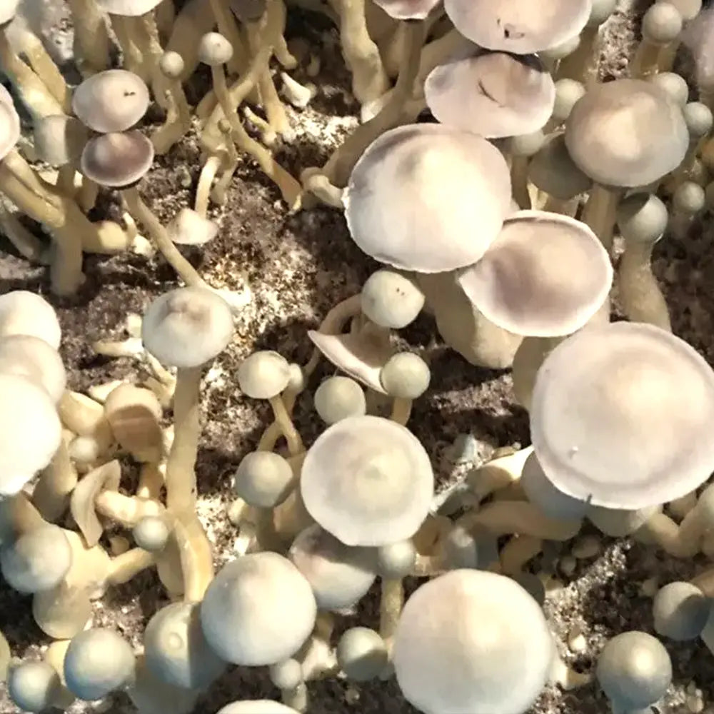Great White Monster Mushroom Mycotopia