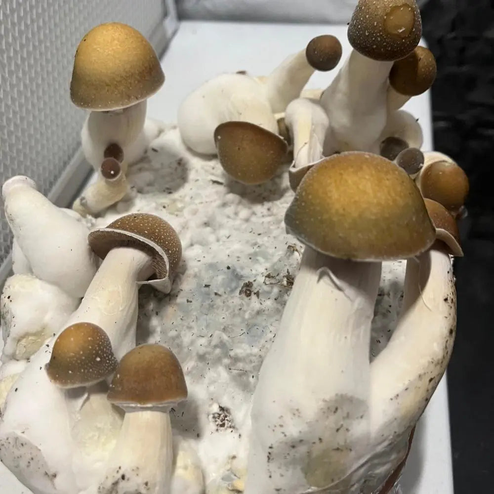 Hell Hound Mushroom. Mycotopia
