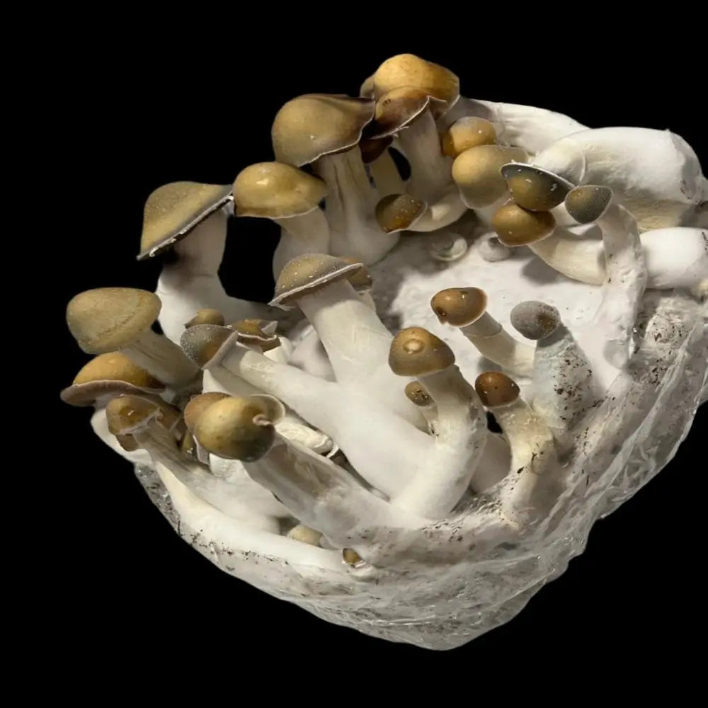 Hell Hound Mushroom. Mycotopia
