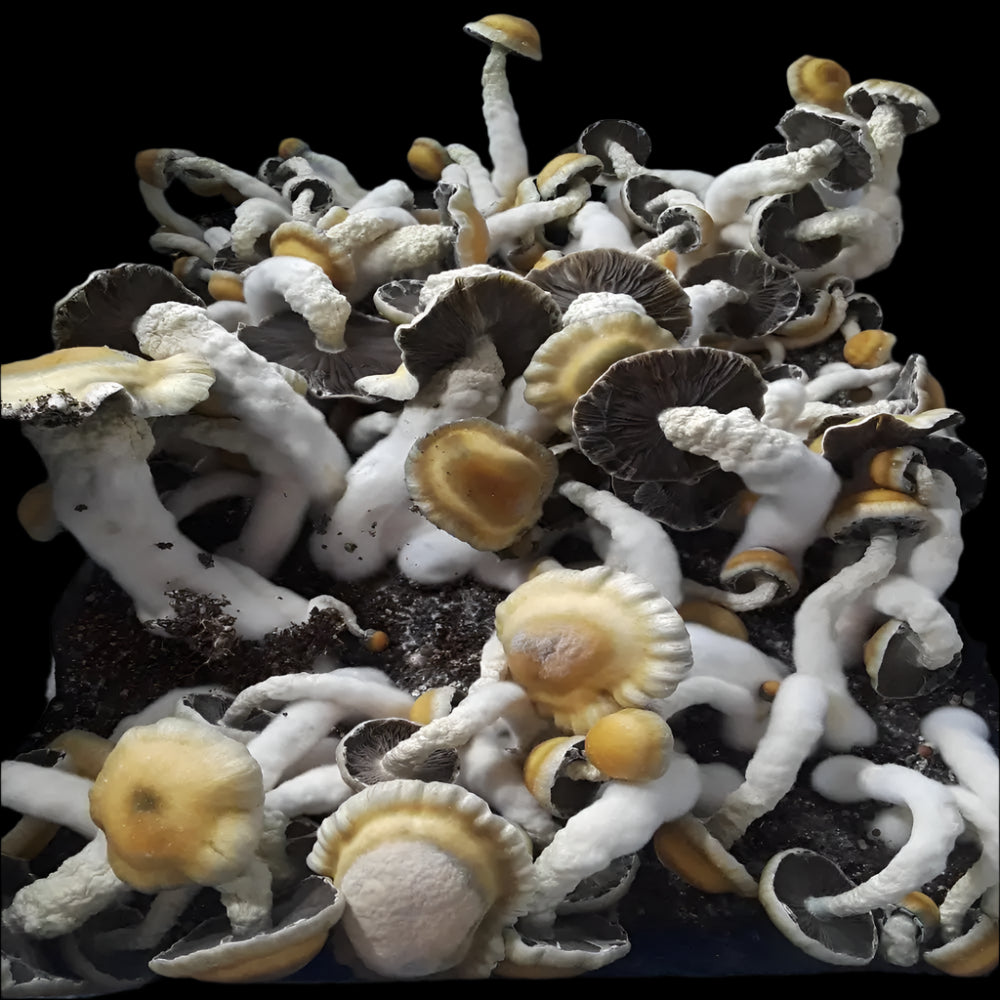 Homestead PE Mushroom Mycotopia