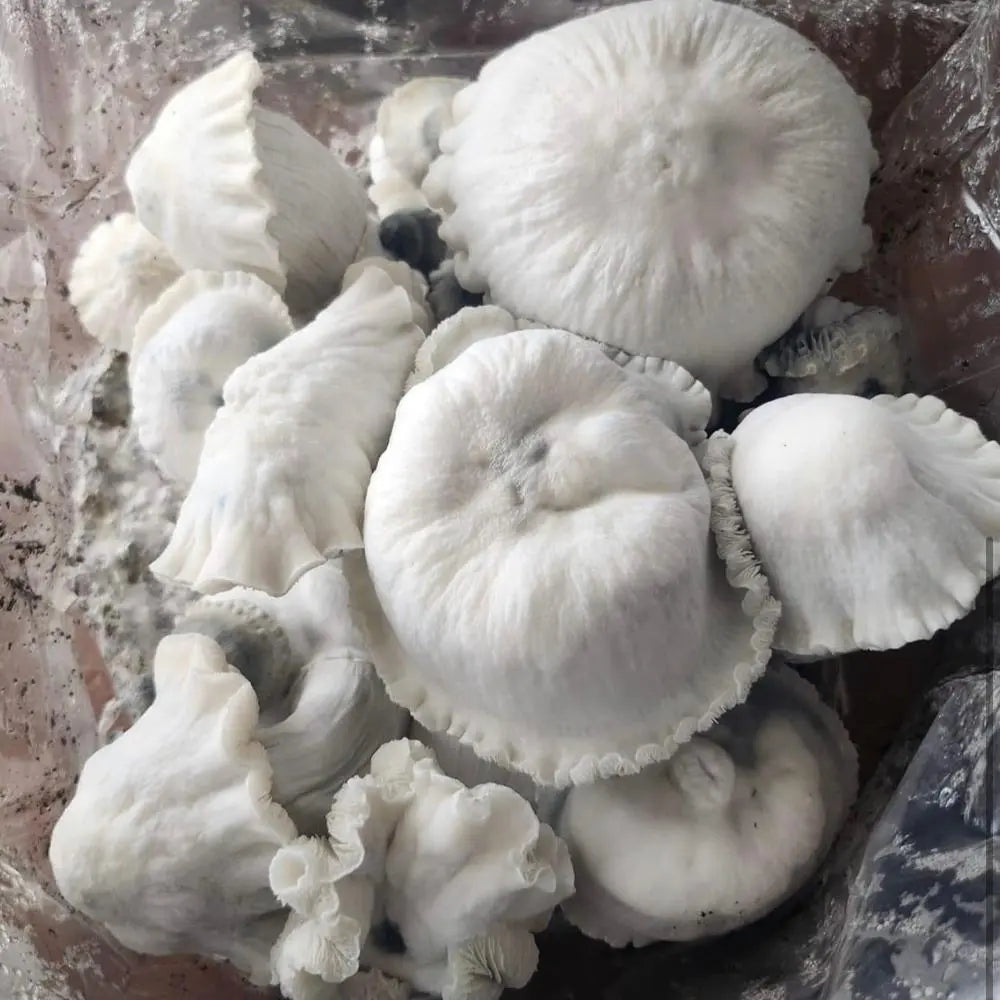 Indian Graveyard Mushroom. Mycotopia