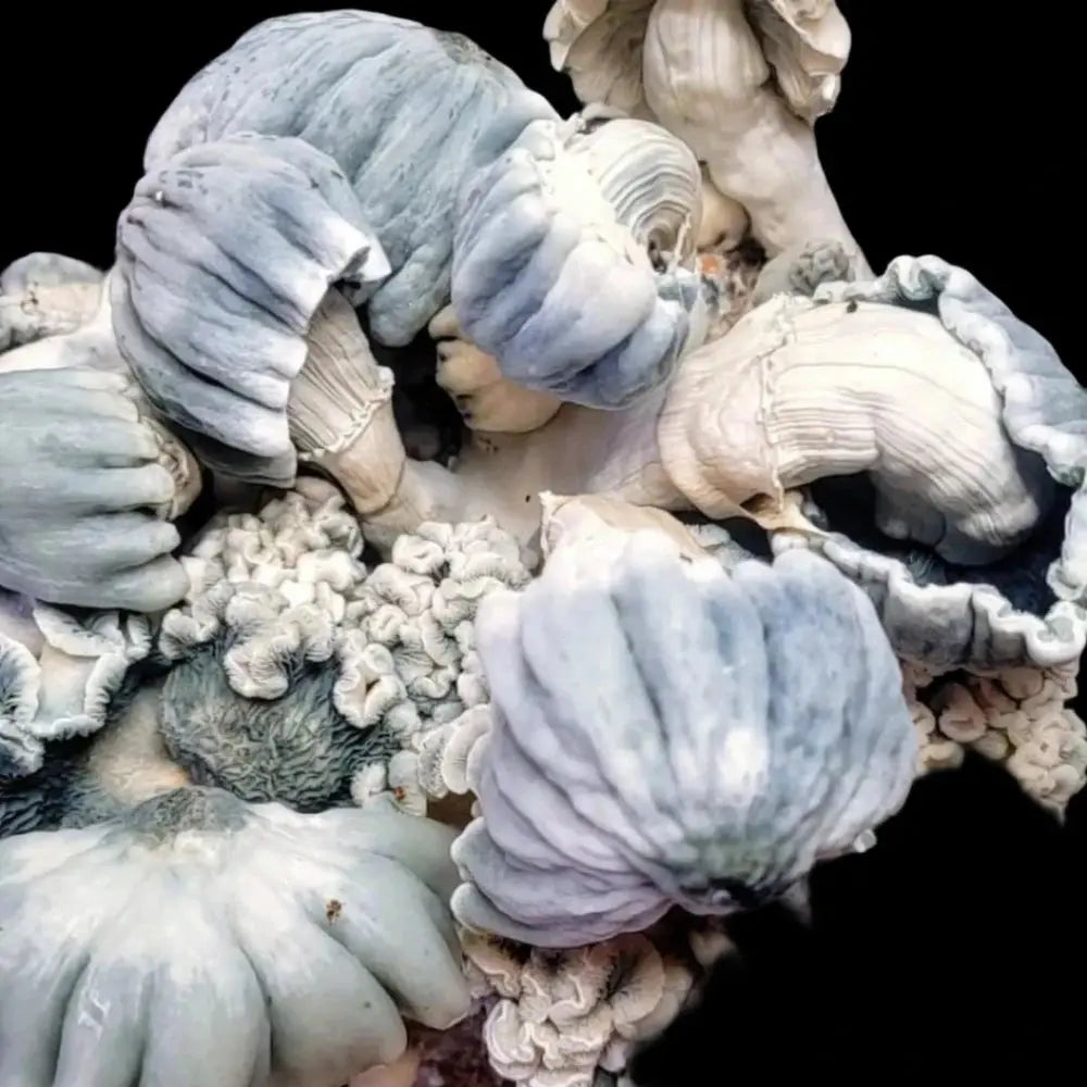 Indian Graveyard Mushroom. Mycotopia