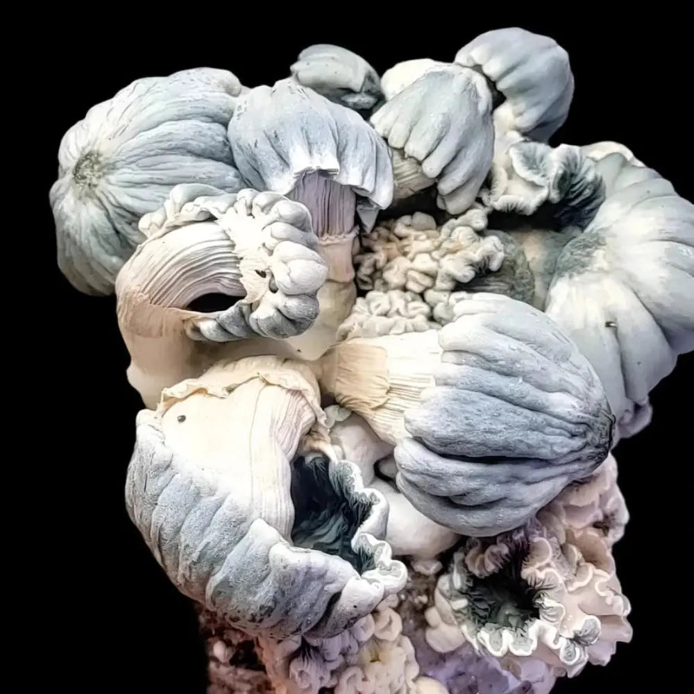 Indian Graveyard Mushroom. Mycotopia