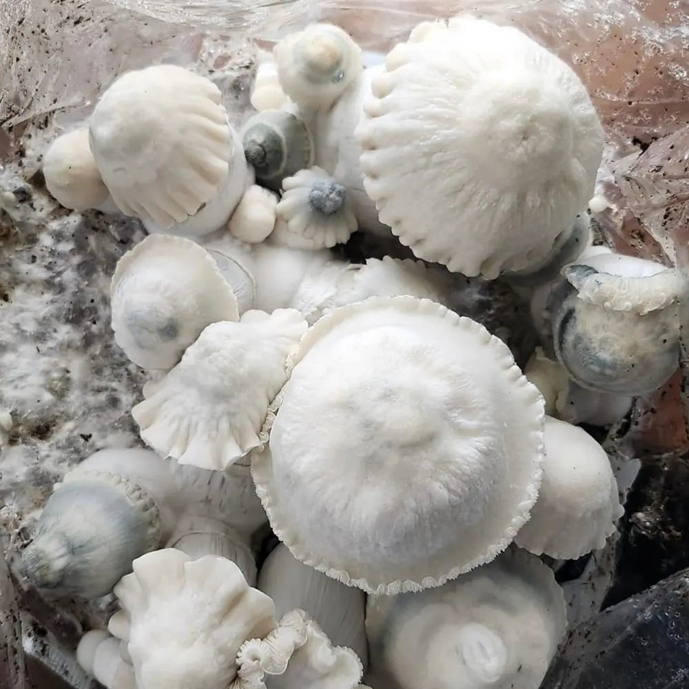 Indian Graveyard Mushroom. Mycotopia