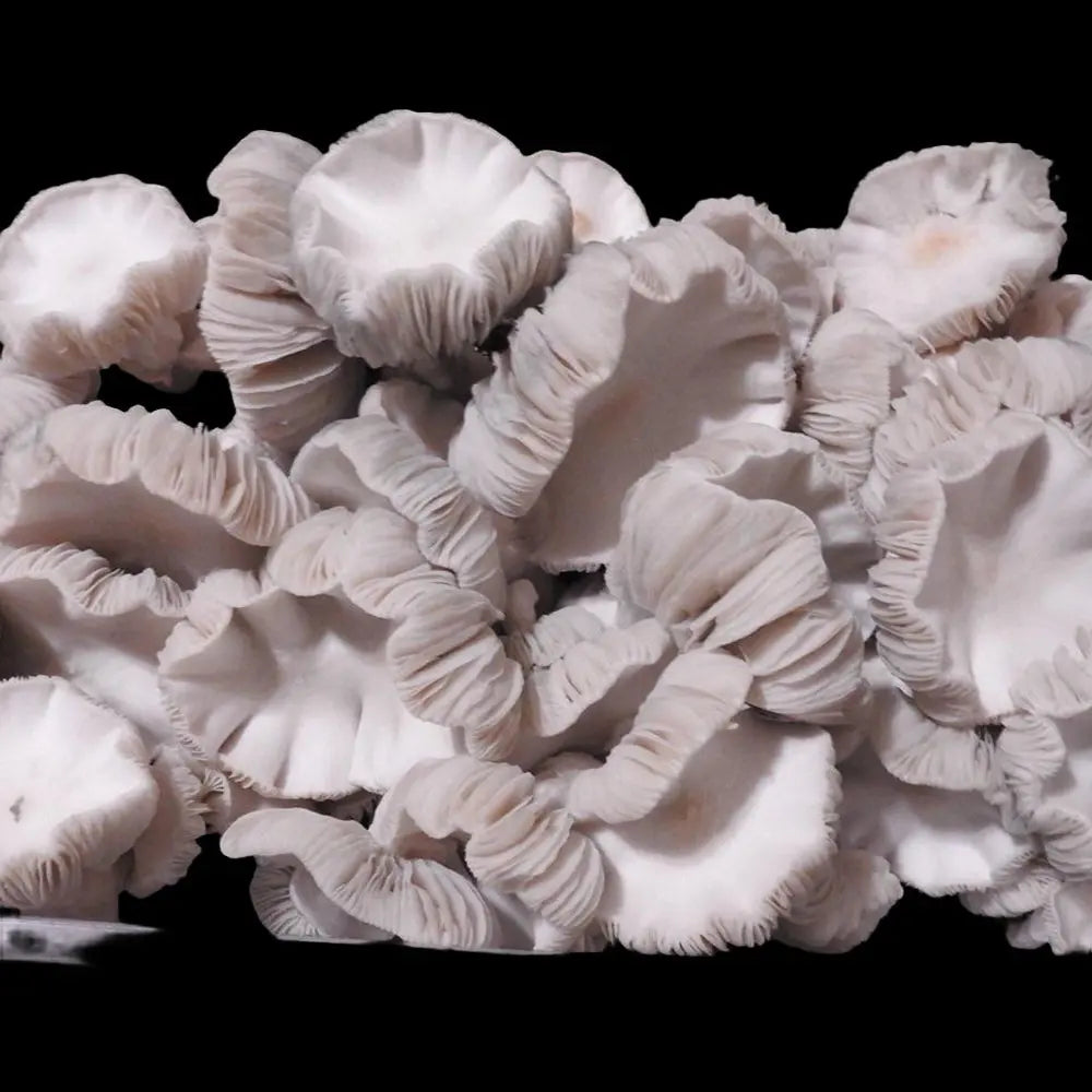 Jack The Ripper Mushroom. Mycotopia