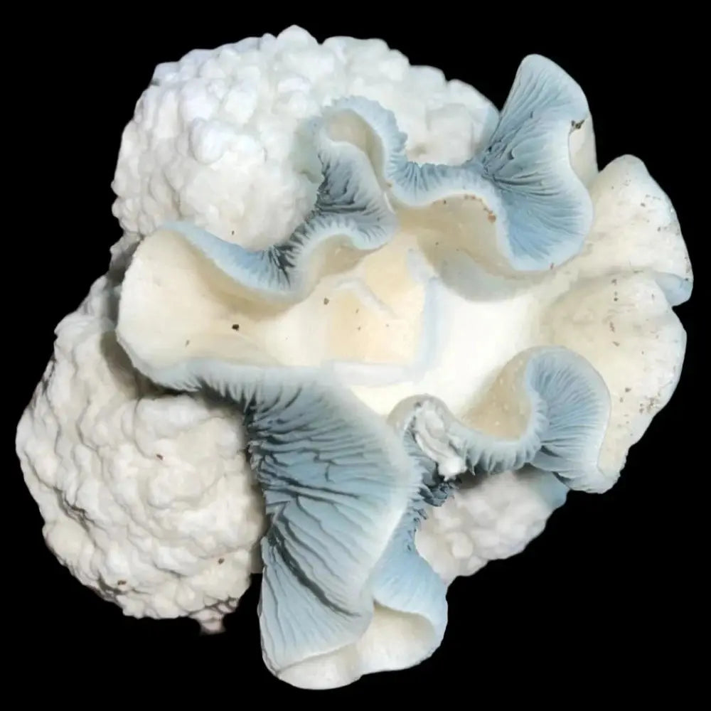 KSAT Mushroom. Mycotopia