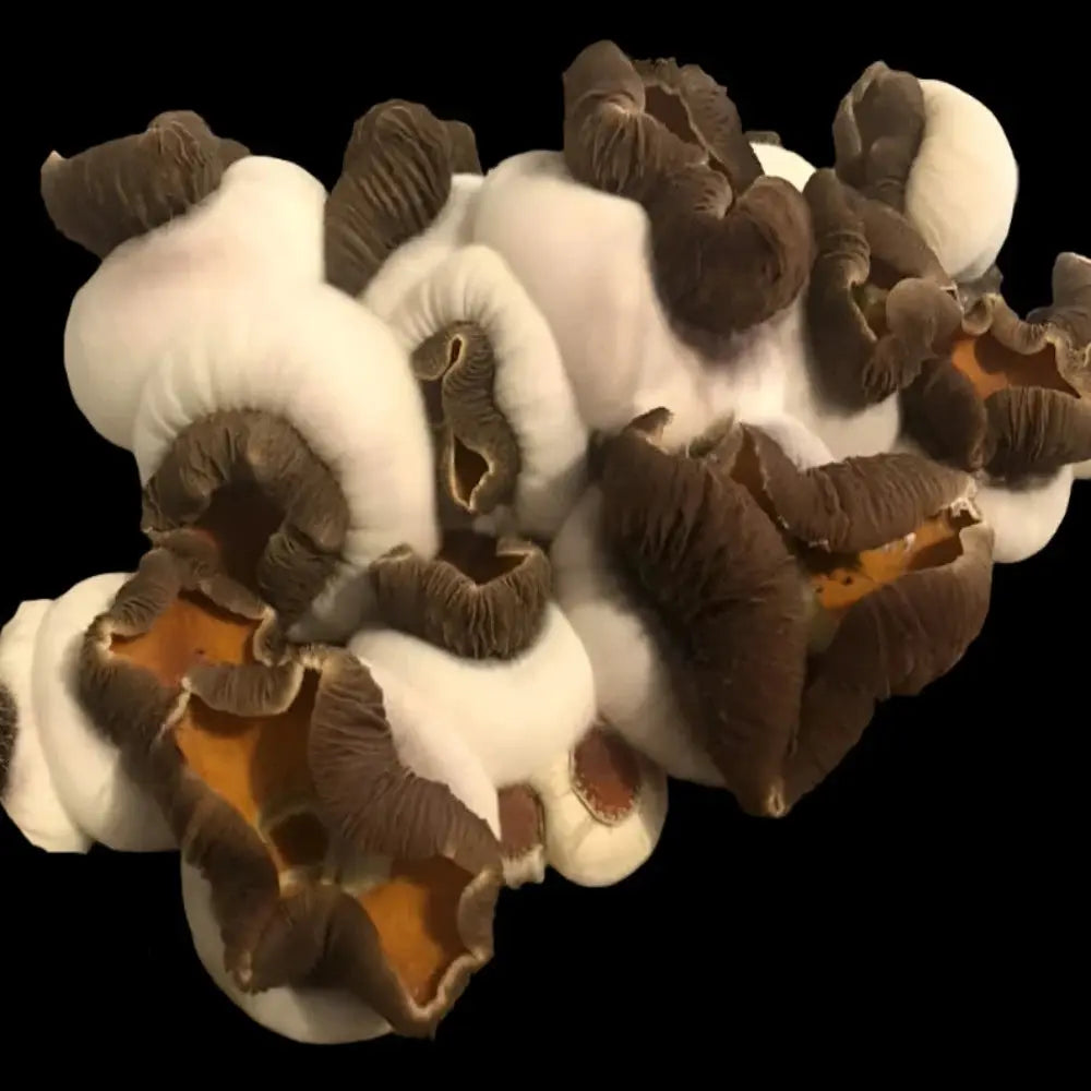K.S.S.S. Squats Mushroom. Mycotopia