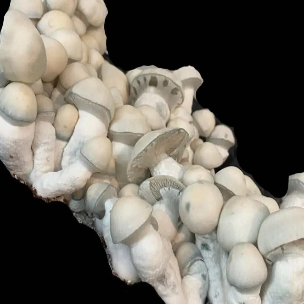 ApeTar Mushroom. Mycotopia