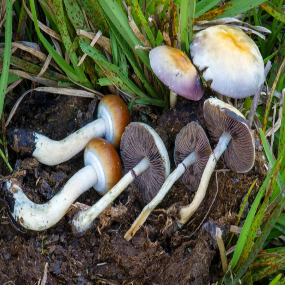 Costa Rican Mushroom Mycotopia