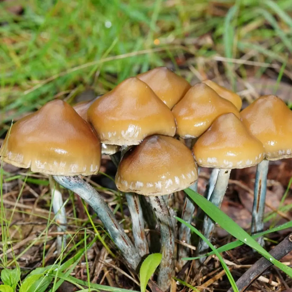 P. subaeruginosa Mushroom. Mycotopia