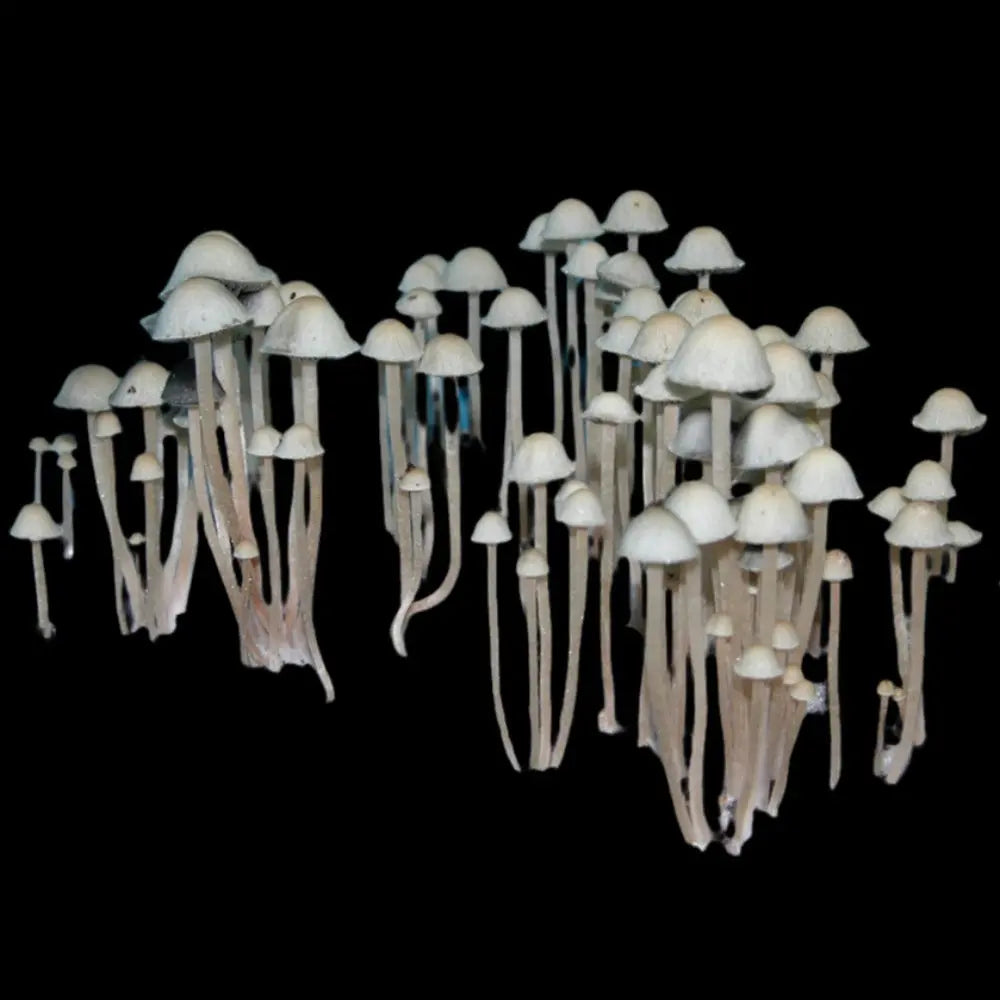 Paneolus Cyanescens Estera Mushroom. Mycotopia
