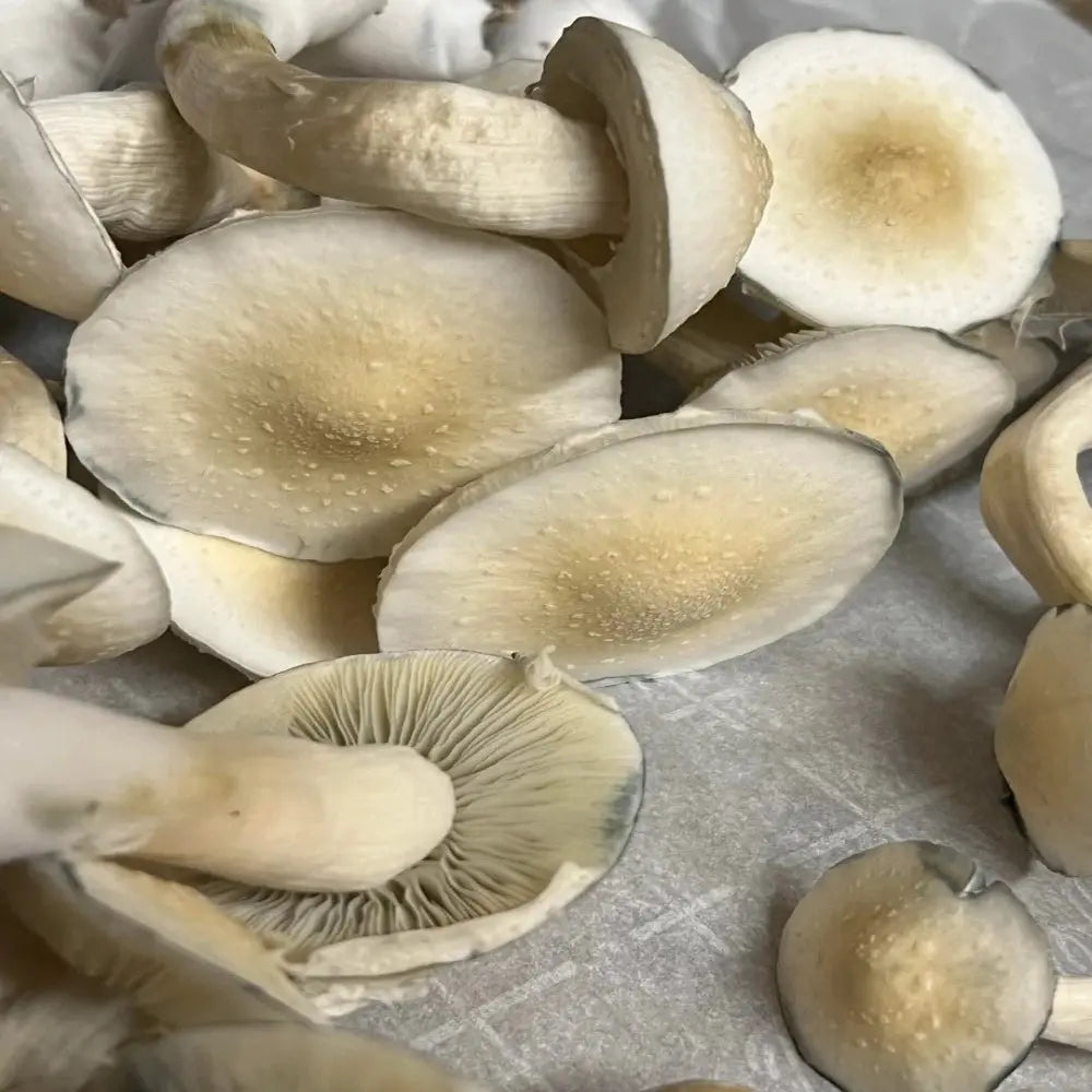 Leucistic Burma Mushroom Mycotopia