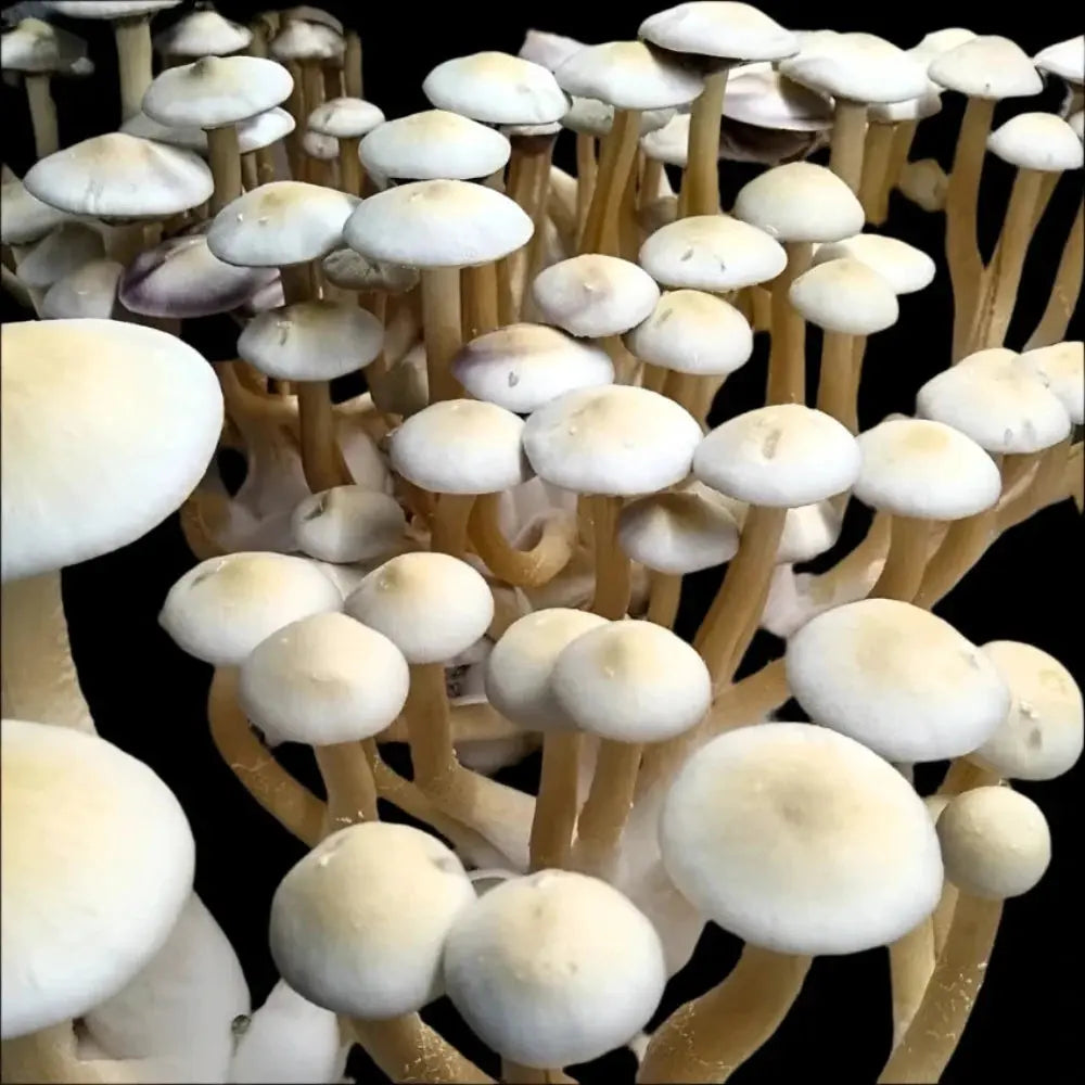 Leucistic Maza Benzi Mushroom Mycotopia