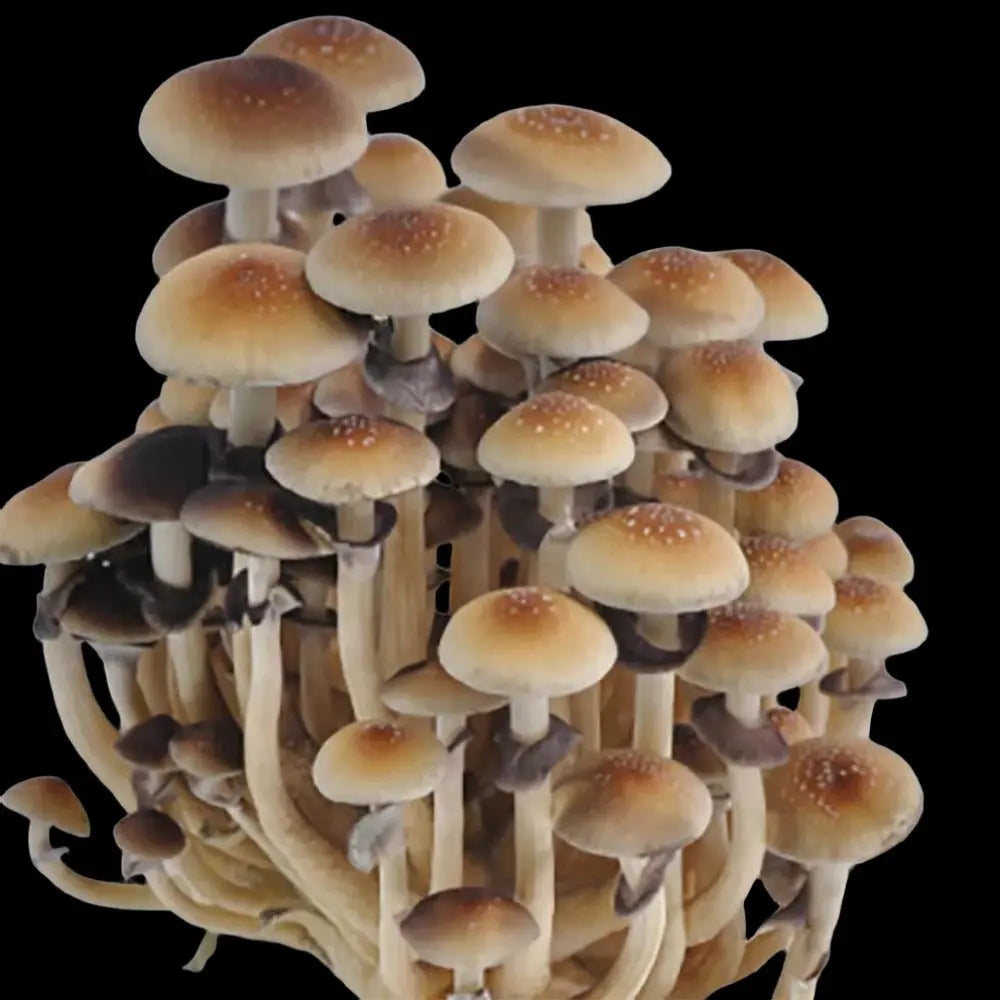 Lex Luther Mushroom Mycotopia