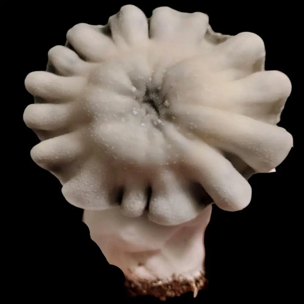 Lucid Gates Starfish Mushroon. Mycotopia