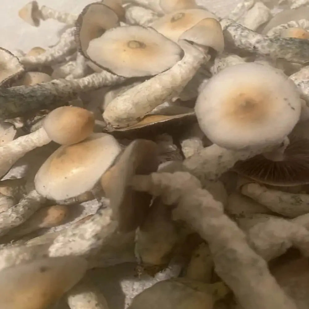 Lulu Mushroom. Mycotopia