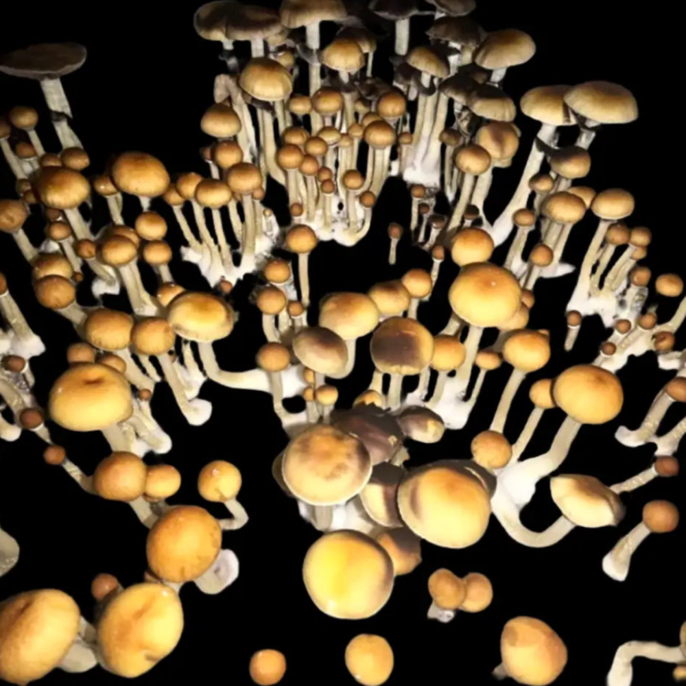 Mazatapec Mushroom Mycotopia