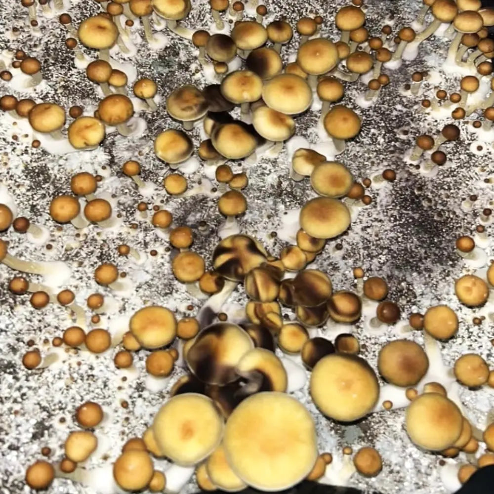 Mazatapec Mushroom Mycotopia