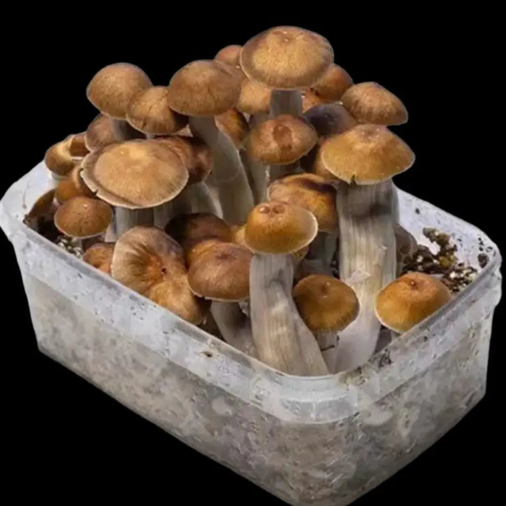 Mazatapec Mushroom Mycotopia