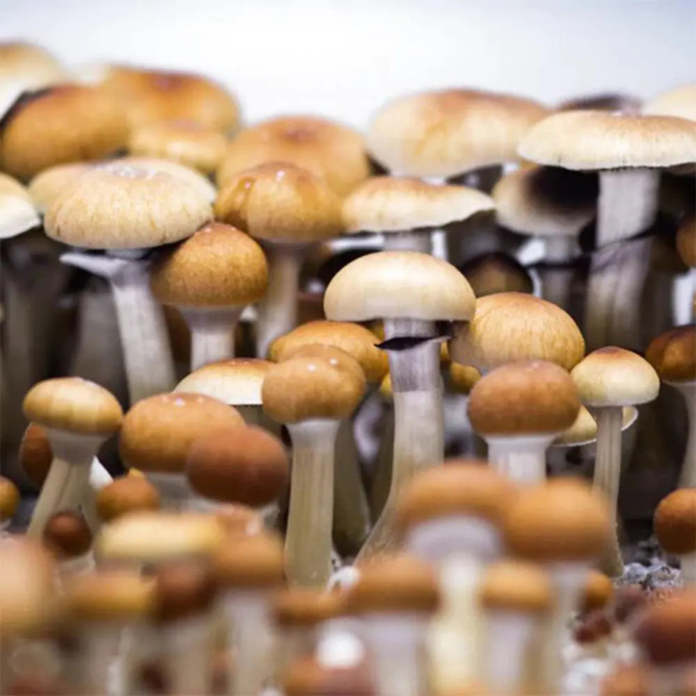 Mazatapec Mushroom Mycotopia