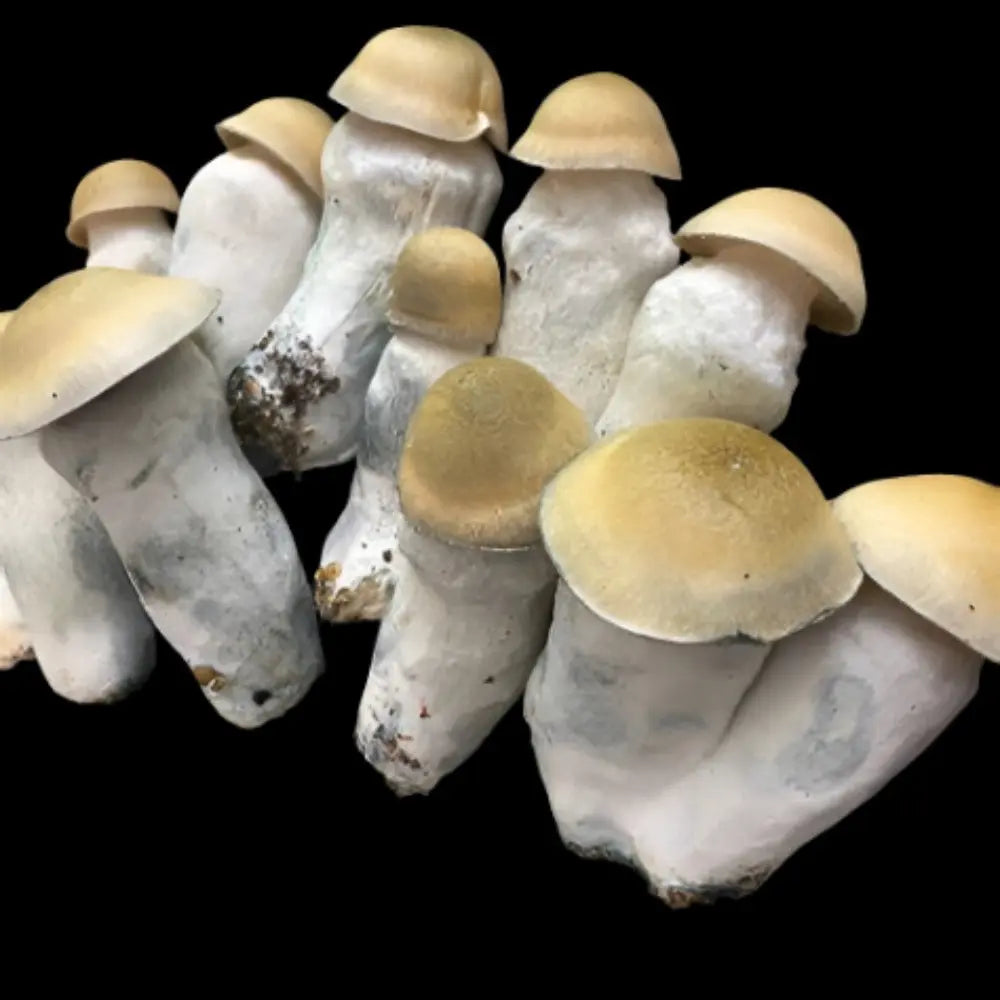 Moby Dick Mushroom Mycotopia