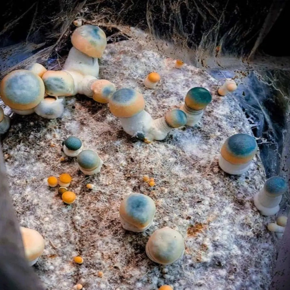 Ghost Rider x Sting Ray Mushroom Mycotopia