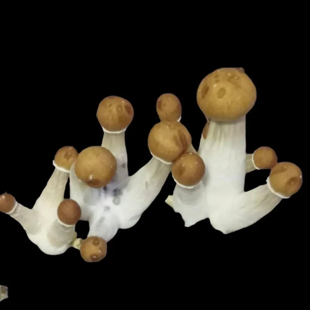 Orissa India Mushroom Mycotopia