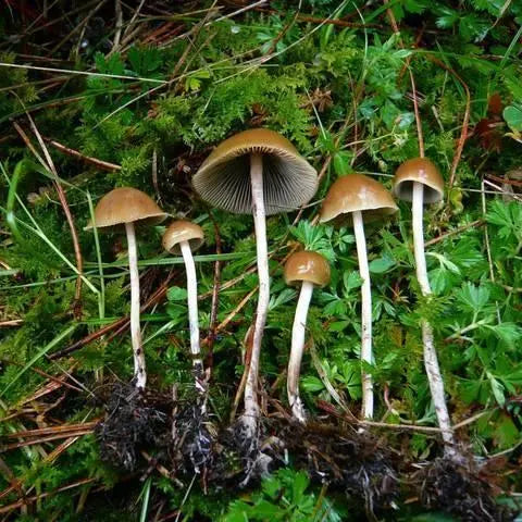 Aztec Mushroom. Mycotopia