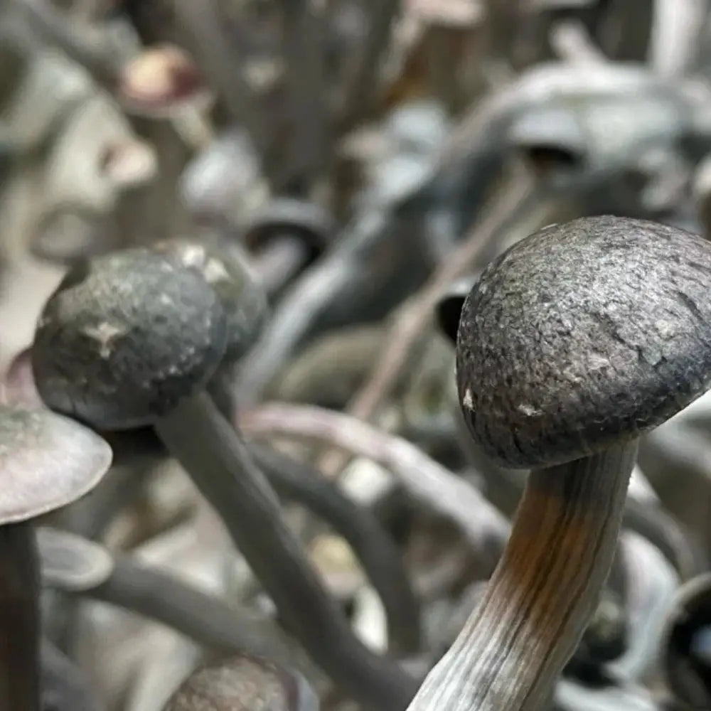 P. natalensis Black Cap Mycotopia