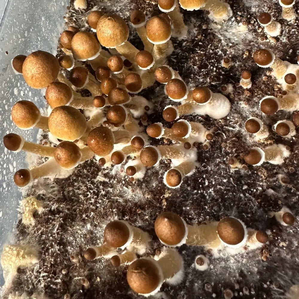 Psilocybe Fanaticus Strophoria Mushroom. Mycotopia
