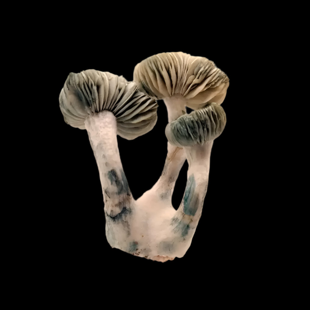 Jack Frost Mushroom. Mycotopia