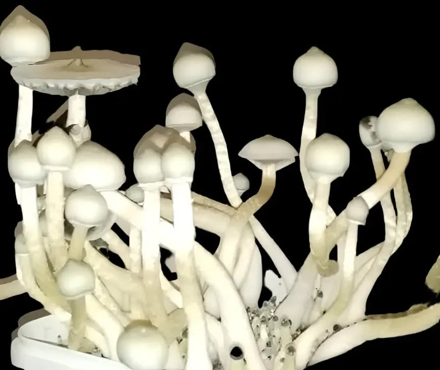 Leucistic Treasure Coast Mushroom Mycotopia