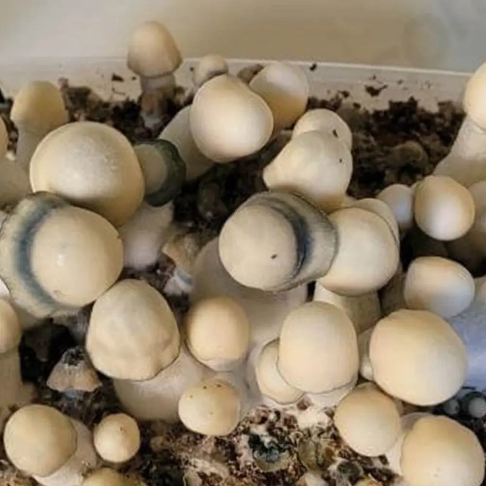 Star Dew Mushroom. Mycotopia