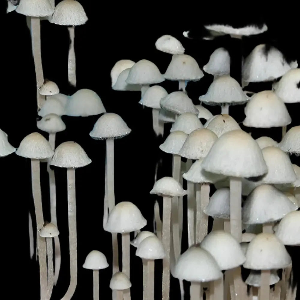Paneolus Cyanescens Mushroom. Mycotopia