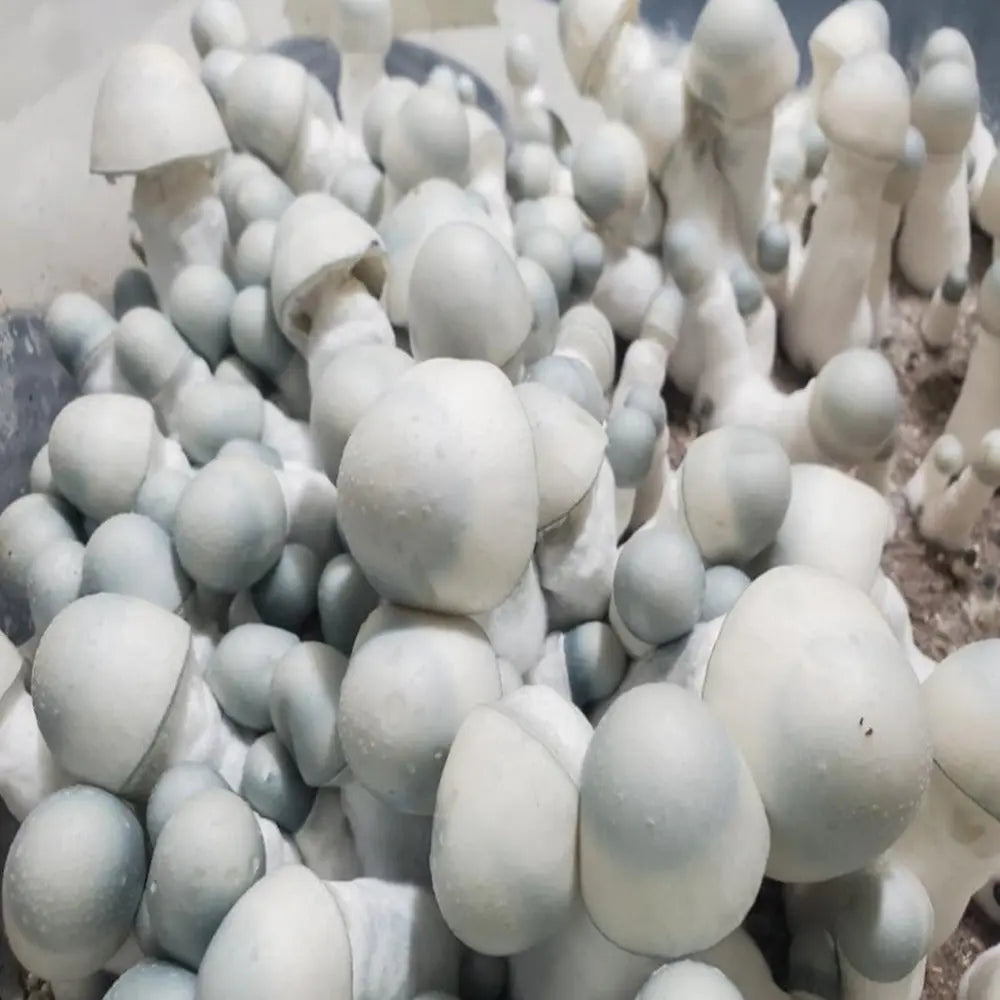 Emerald Gates Mushroom. Mycotopia