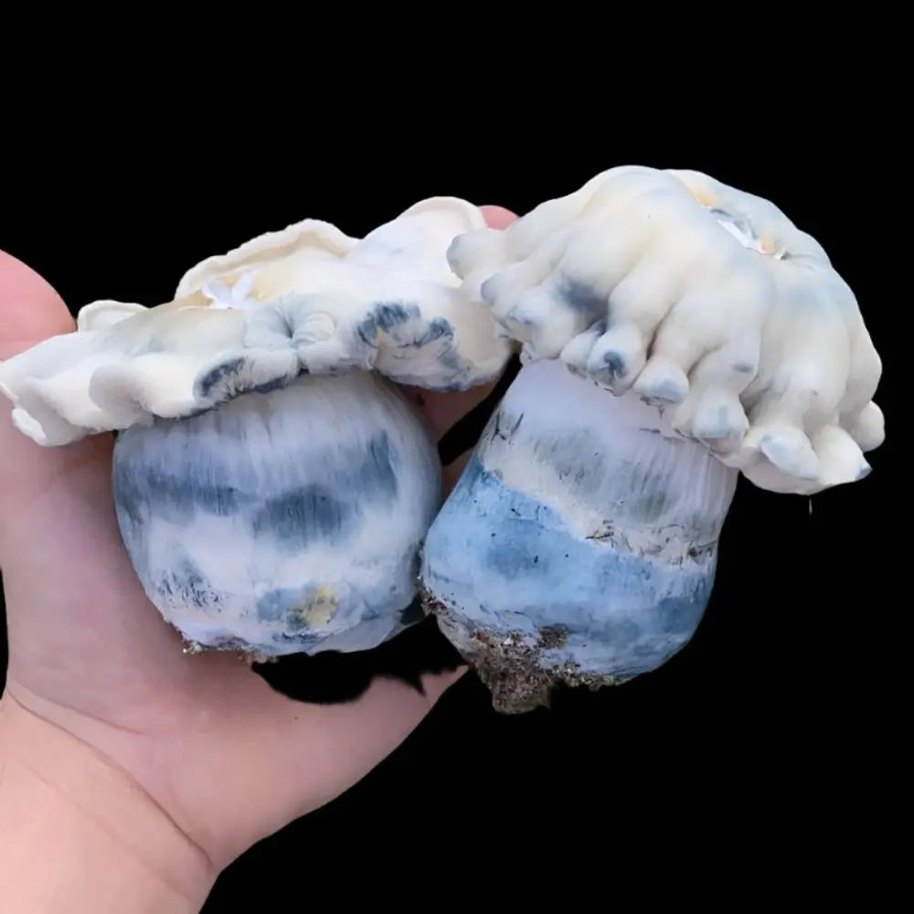 Pearly Gates Monster Mycotopia