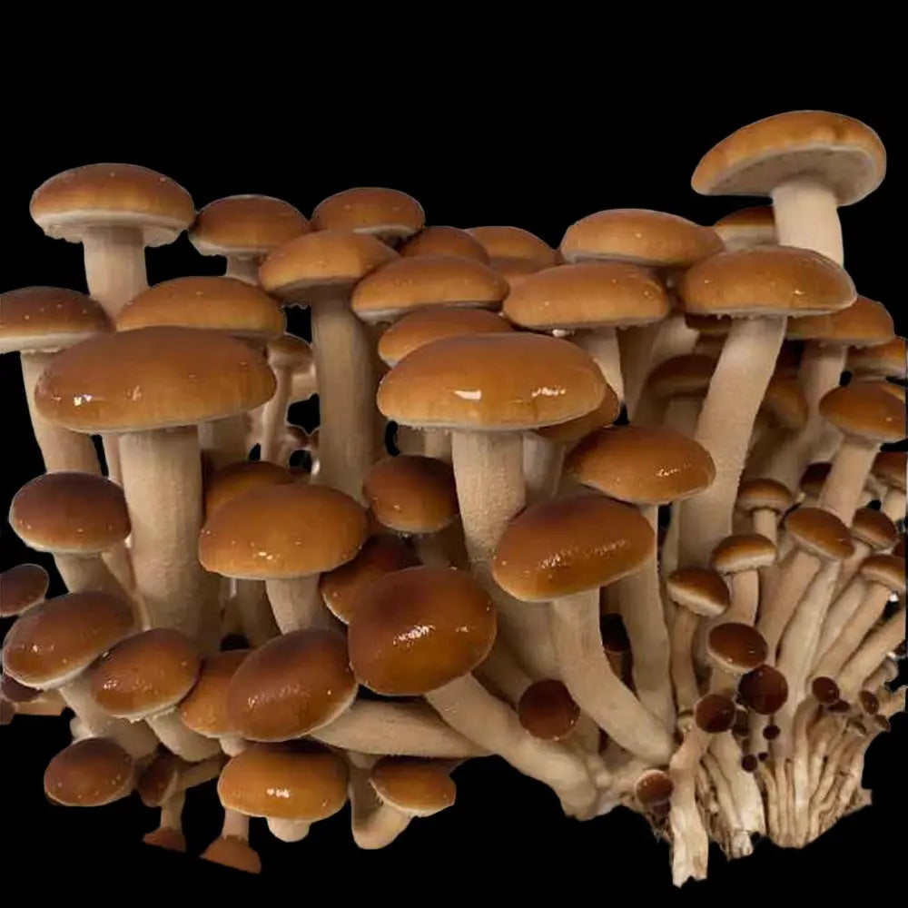 Piopinno Mushroom Mycotopia