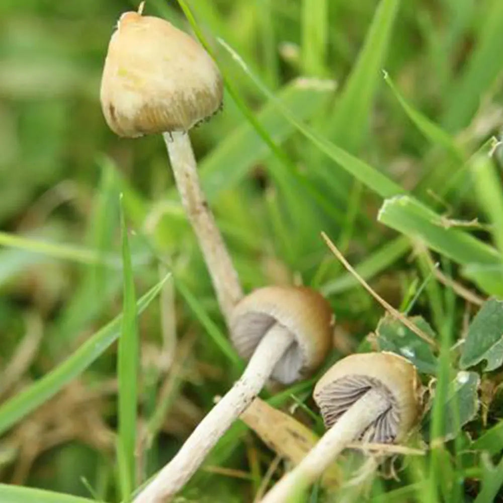 Semilanceata Mushroom Mycotopia