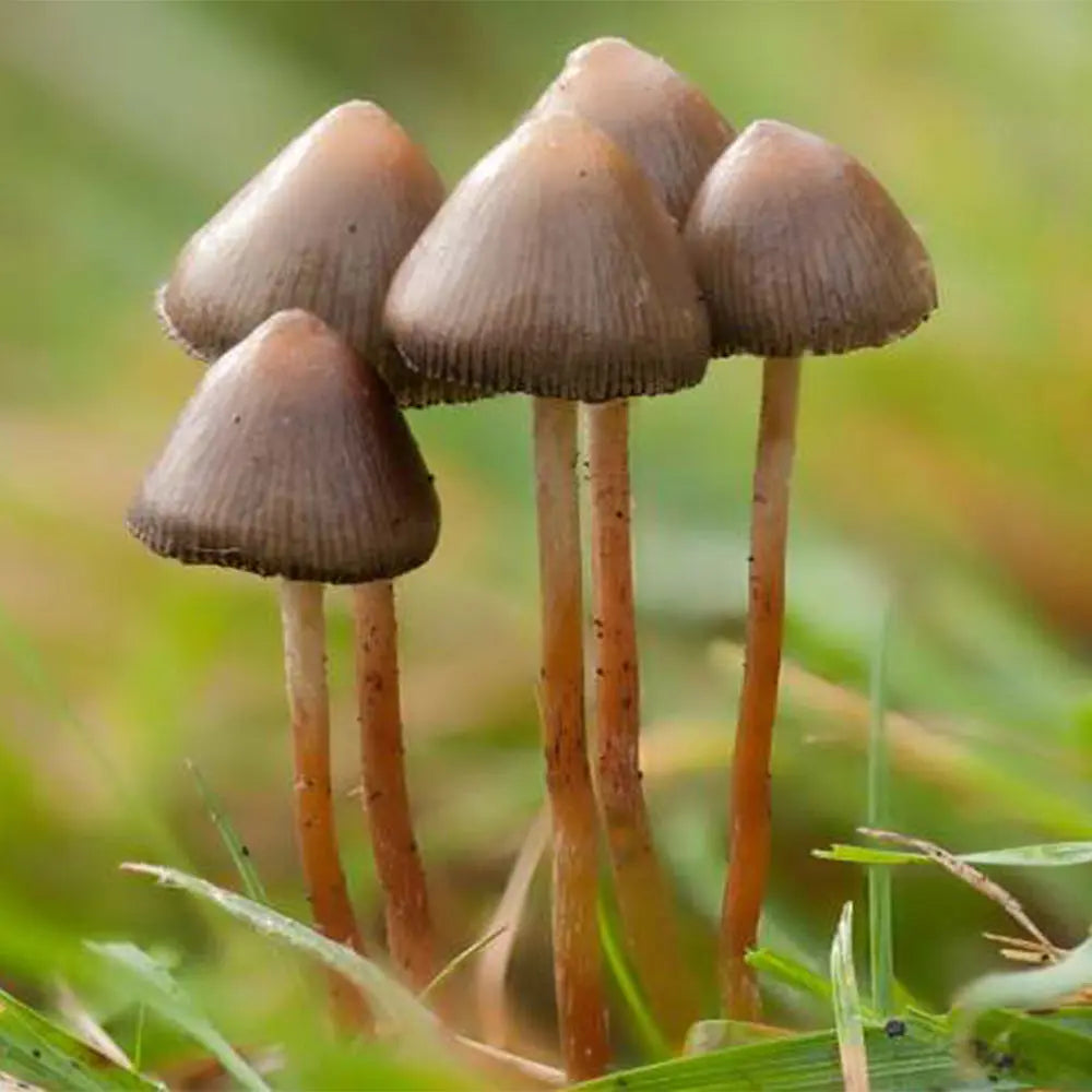Semilanceata Mushroom Mycotopia