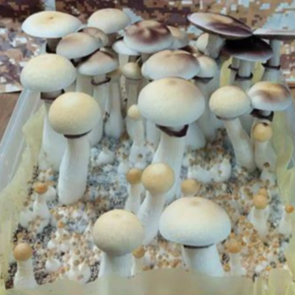 Shakti cross with Golden Halo Mushroom. Mycotopia