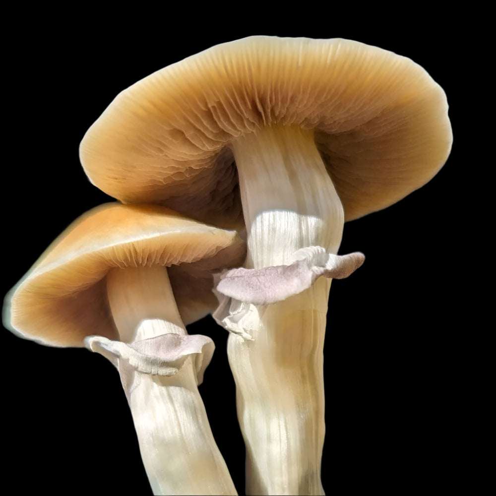 South American Mushroom. Mycotopia