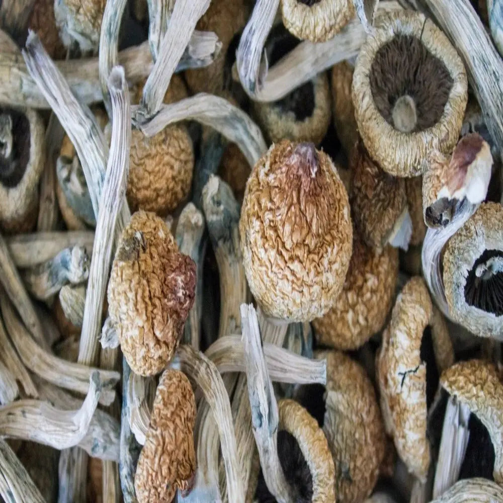 South American Mushroom Mycotopia