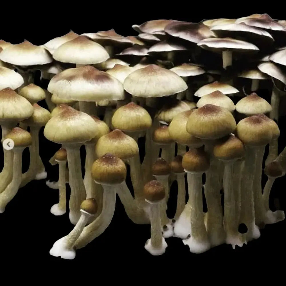 Orissa India Mushroom Mycotopia